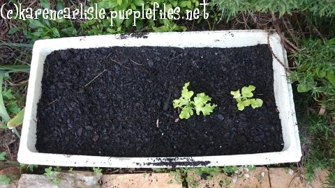 lettuce self seed spinch seeds